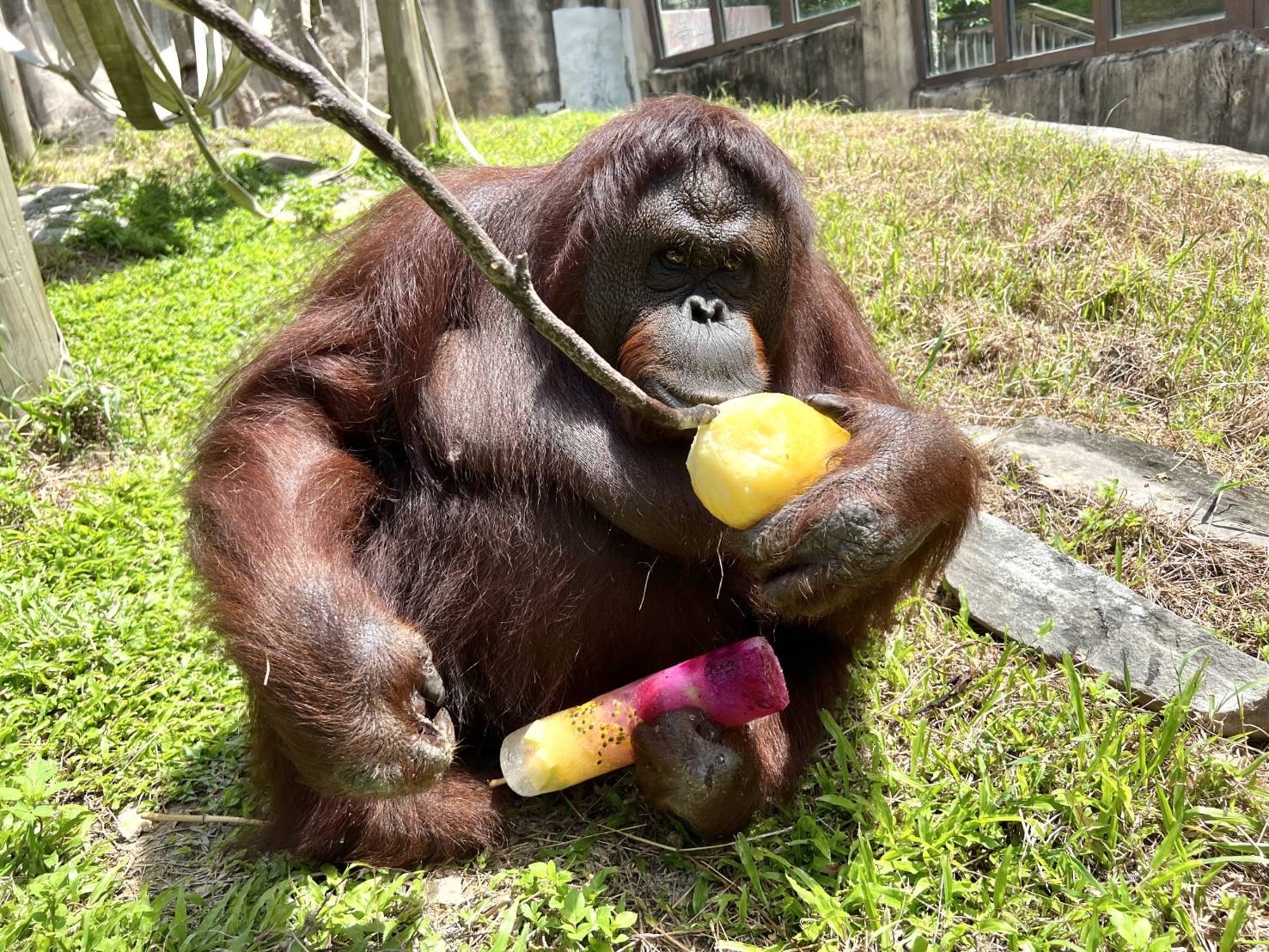 夯/高雄壽山動物園《動物夏至點冰》 皇冠冰城端出果汁冰迎戰暑氣