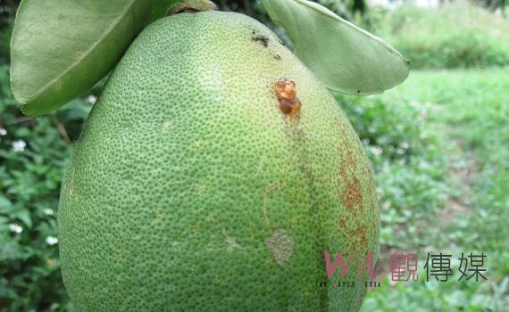 雨後東方果實蠅易孳生危害　防疫所籲請農友強化防治