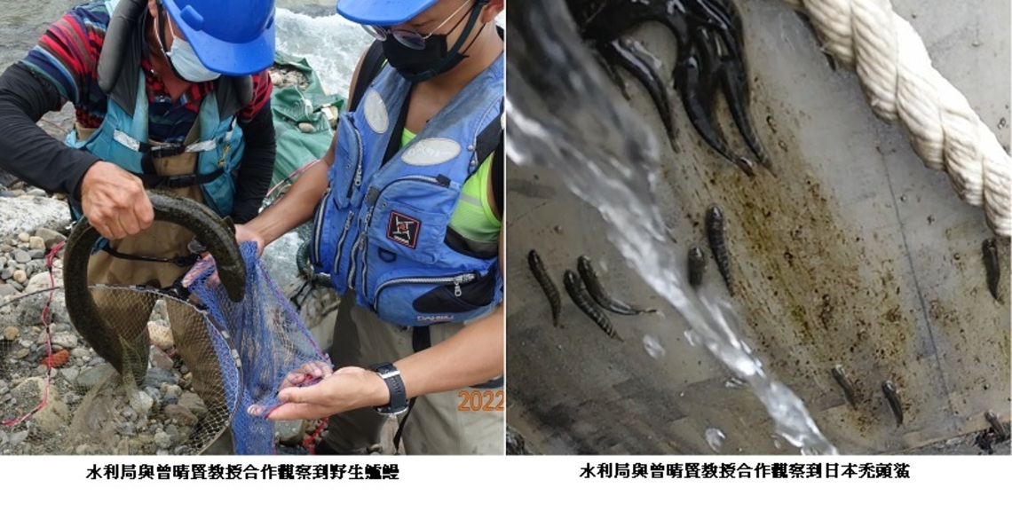 生態驚艷 !鱸鰻及日本禿頭鯊現蹤大碧潭地區