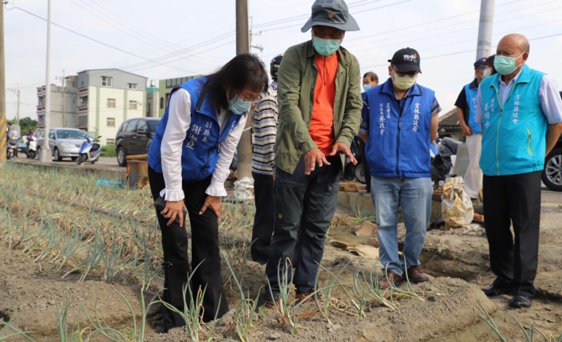 連續霪雨造成青蔥下位葉黃化腐爛    縣府建議中央將雲縣青蔥列入災害救助