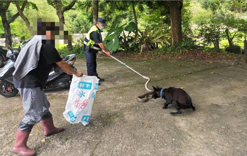 ▲所長夾住大蛇頸部後裝入麻布袋,並將蛇送至偏遠山區放生 (圖/苗栗縣警察局 提供)