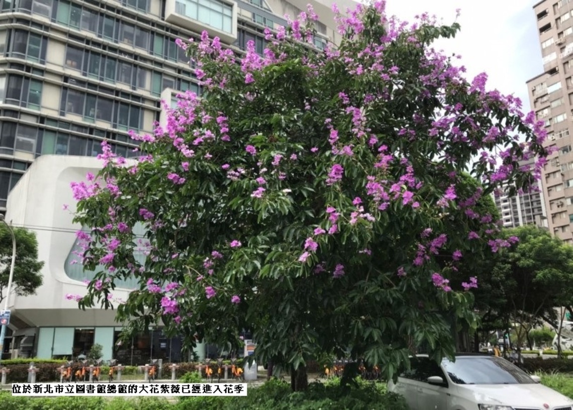 大花紫薇現蹤 浪漫紫色花朵宣告夏季的到來