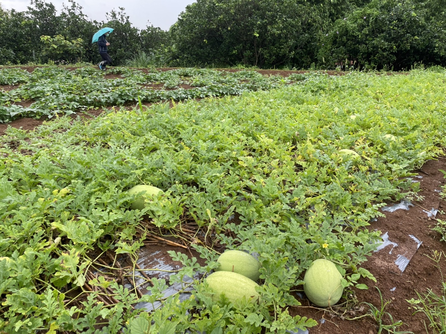 連續強降雨西瓜受損     新北3區農友救助即起申請