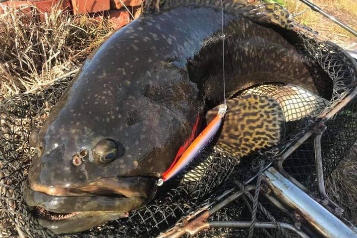 肉質鮮美的石斑魚也可做成石斑魚水餃。 圖:海中央小舖/提供