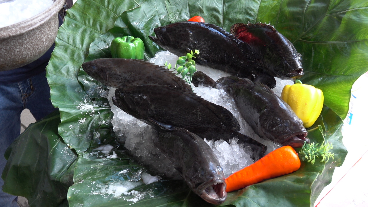 ▲石斑魚。（圖／漁業署提供）