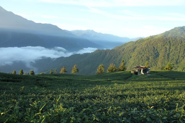 三峽龍井、鹿谷凍頂、日月潭紅茶！跟著茶香品味台灣