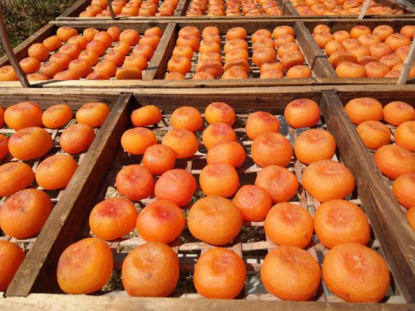 採草莓、挽紫菜、採筊白筍、摘鳳梨 今天你想當哪一種農夫?