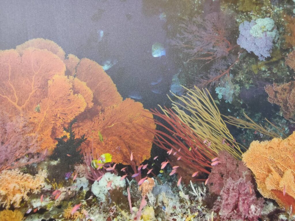 被譽為世界七大潛點之首的大斷層,擁有豐富的海洋生態(翻攝自帛琉旅遊展)