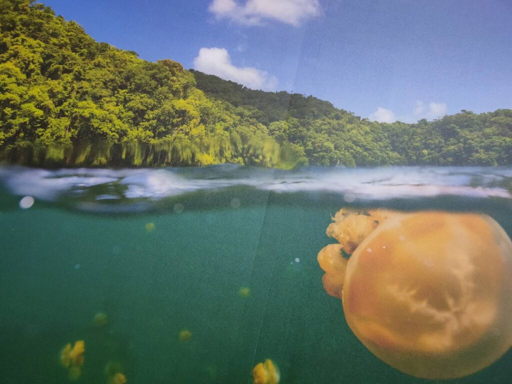 帛琉知名的黃金水母