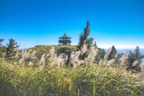 櫻花、芒草、金針花 2021五大連續假期賞花趣!