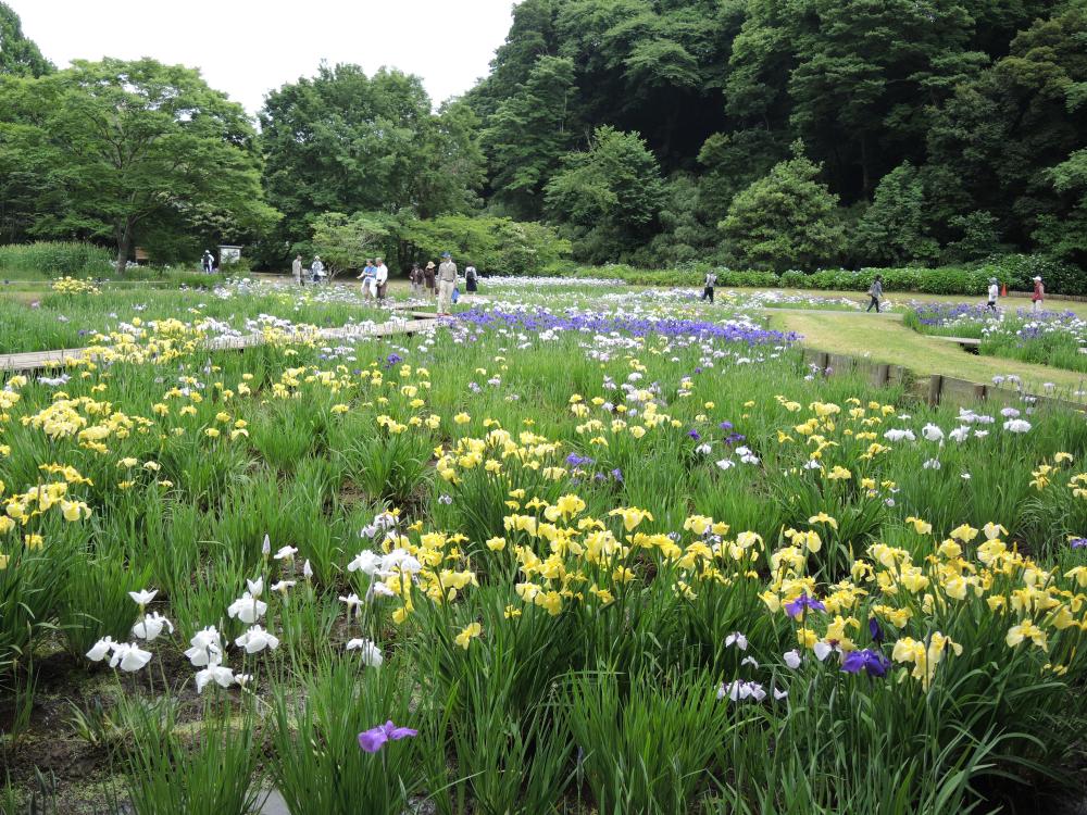 佐倉城址公園是很受歡迎的賞櫻勝地,春季時有60多種、上千棵櫻花綻放,晚上還有打燈,景色美不勝收。