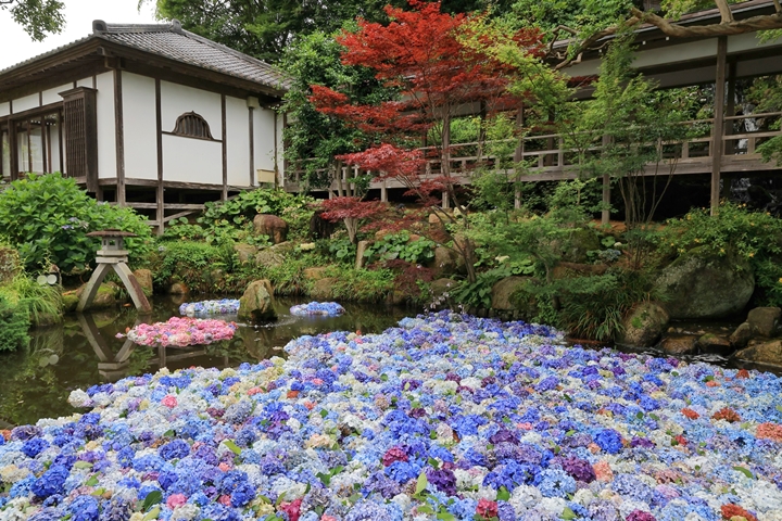 雨引觀音每年繡球花祭的經典項目「水中華」將在7月登場,繡球花遍佈池塘相當壯觀。 圖:いばらき観光キャンペーン推進協議会/來源
