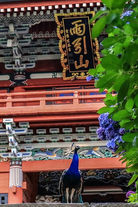 日本茨城獨特繡球花景點 孔雀帶路大逛夢幻繡球花池