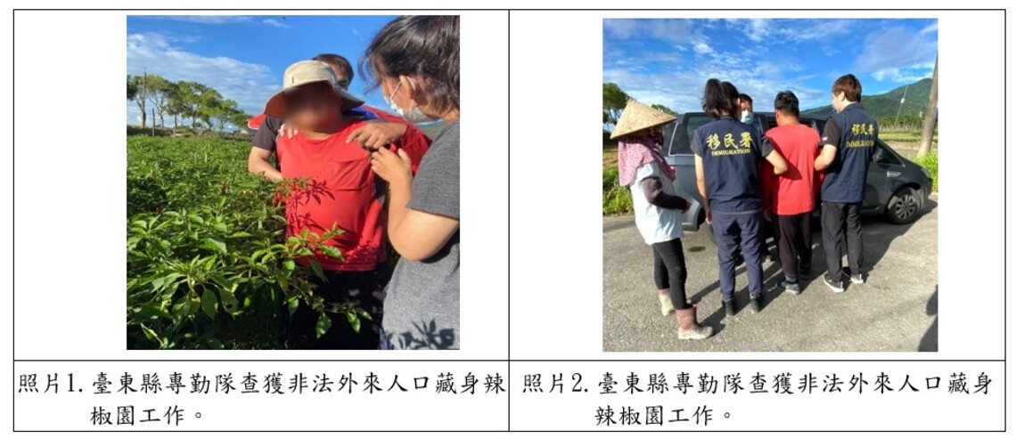 臺東移民署鷹眼識破越南籍男子藏身辣椒園非法工作移送法辦