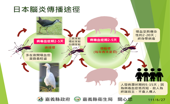傳首例日本腦炎 嘉縣籲防蚊加強環境孳生源清除
