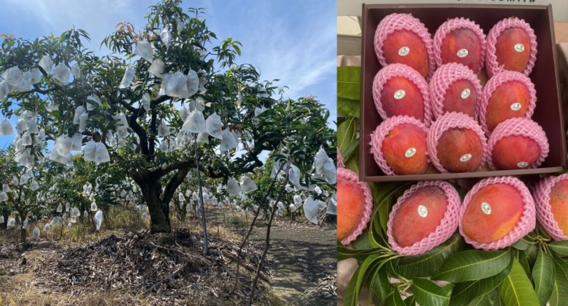 夏「芒」極品 香甜迷人好滋味