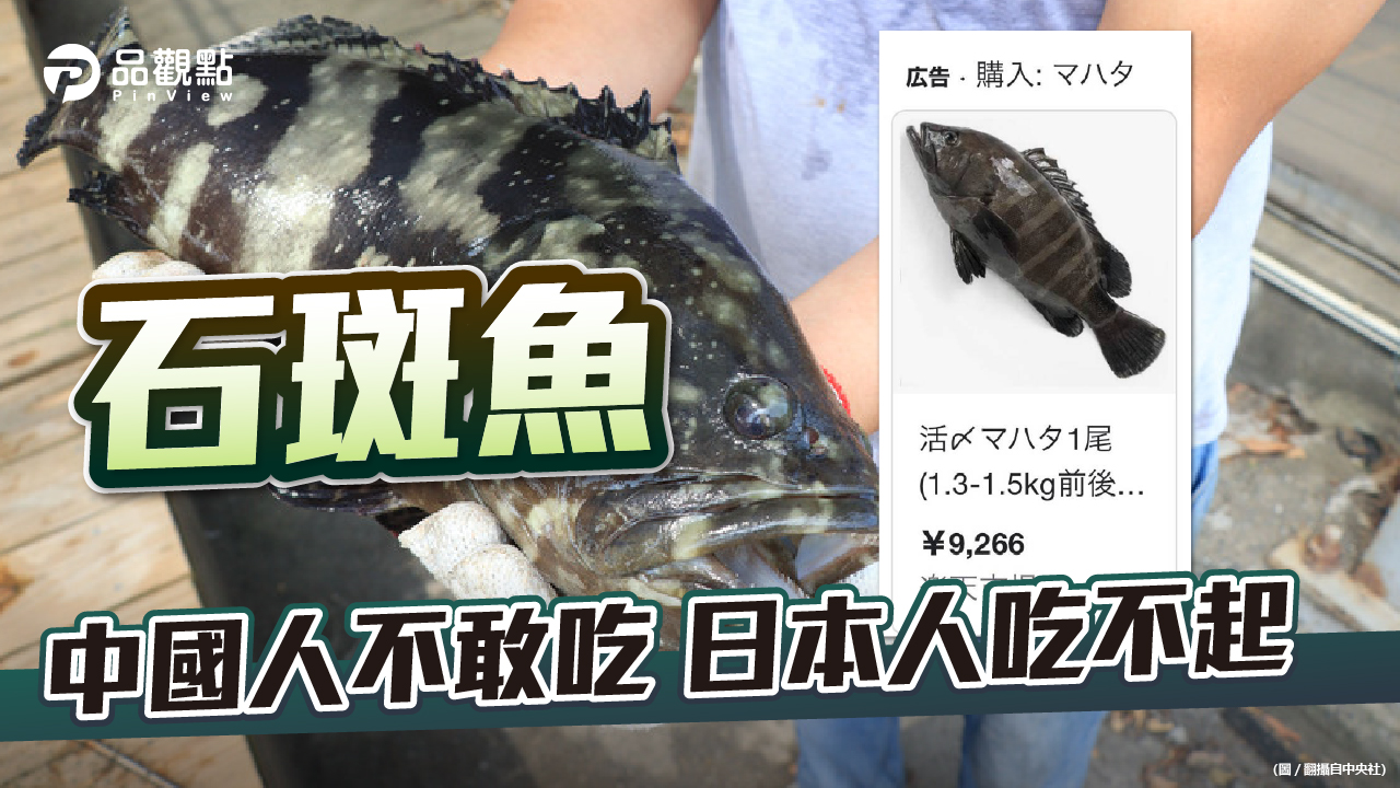 品觀點  ｜  運費高+檢疫嚴 輸日石斑成本高過輸陸  ｜  國際