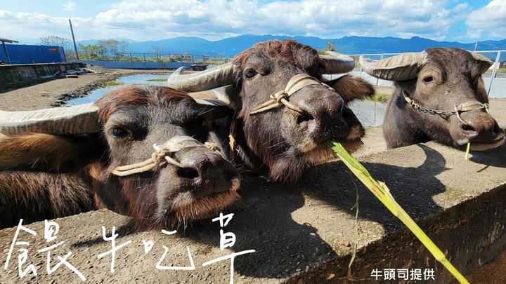 搭台灣好行遊東北角 填問券抽好禮