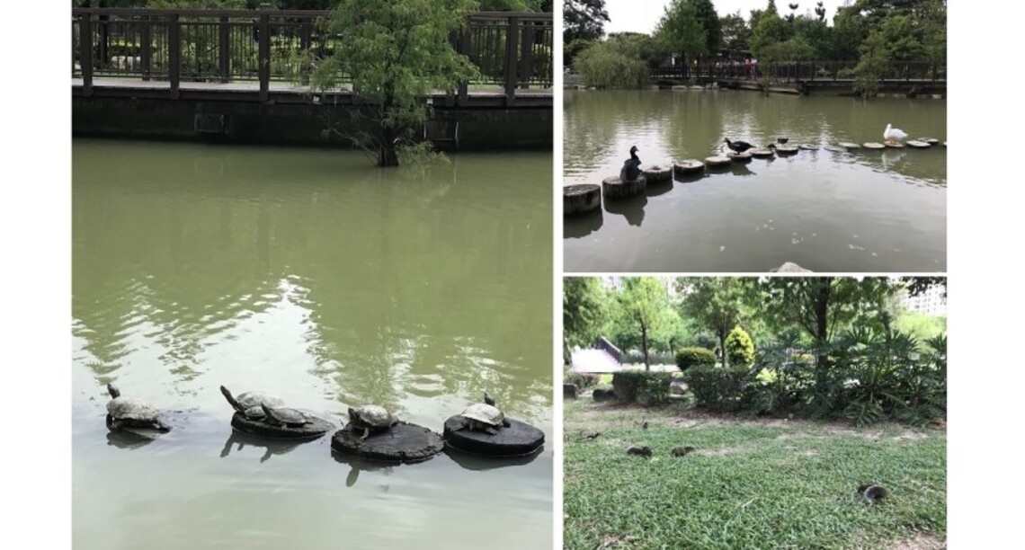 「烏龜獻曝、鴨鳥展姿、松鼠戲草」 凹子底森林公園夏日午後晴景
