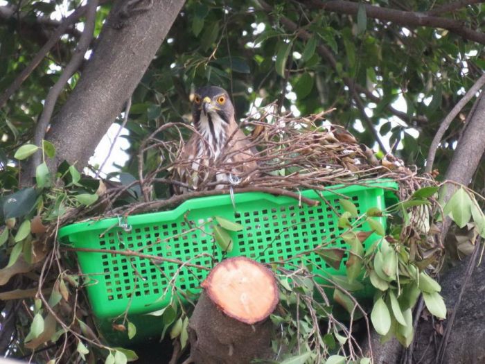 菜籃鳥爸媽喜迎寶寶回家 公私協力讓鳳頭蒼鷹一家團圓