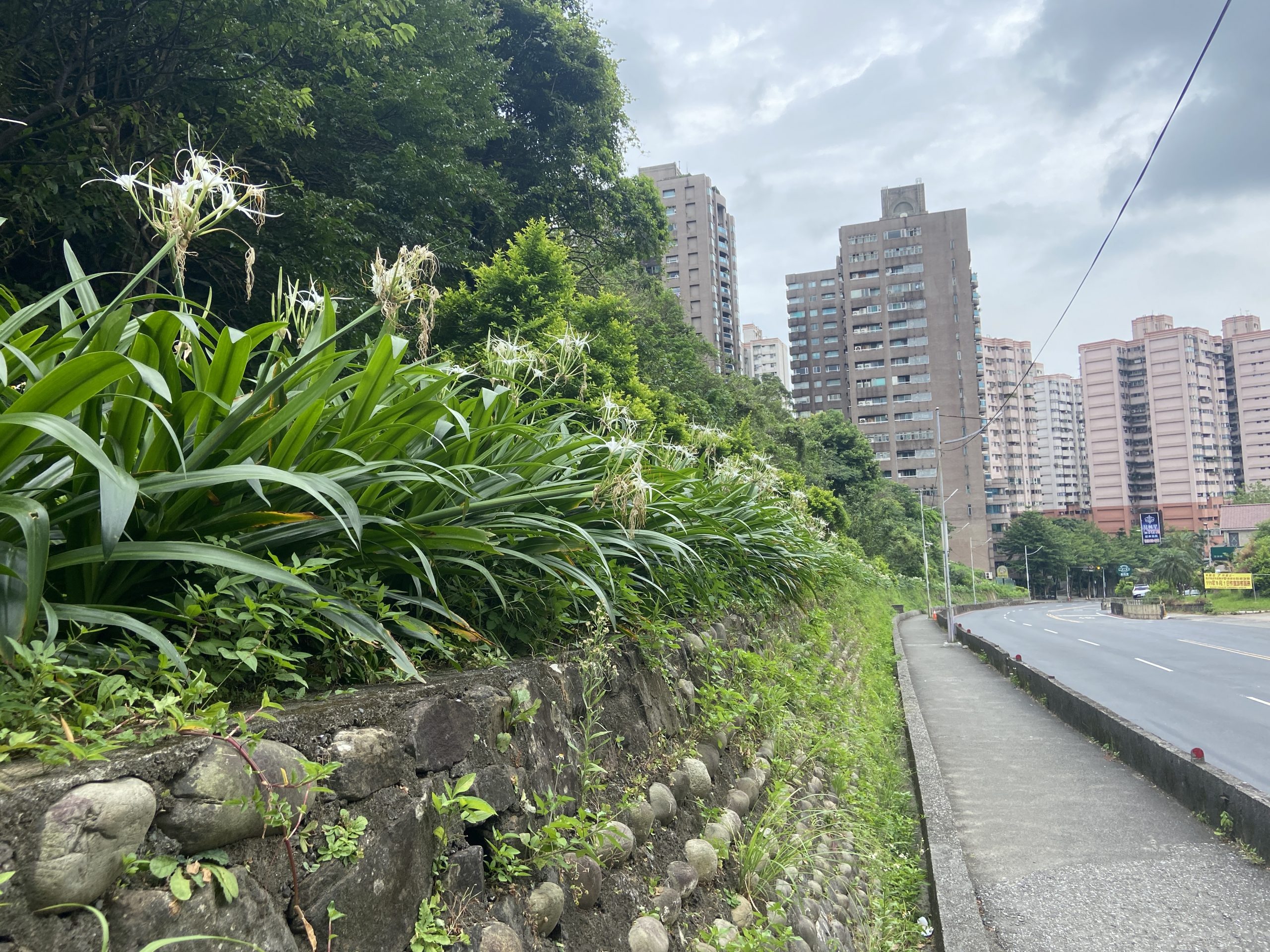 長樂里萬葉園步道文殊蘭盛開里長張德發邀請大家來賞花拍照