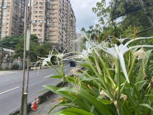小太陽傳播真善美