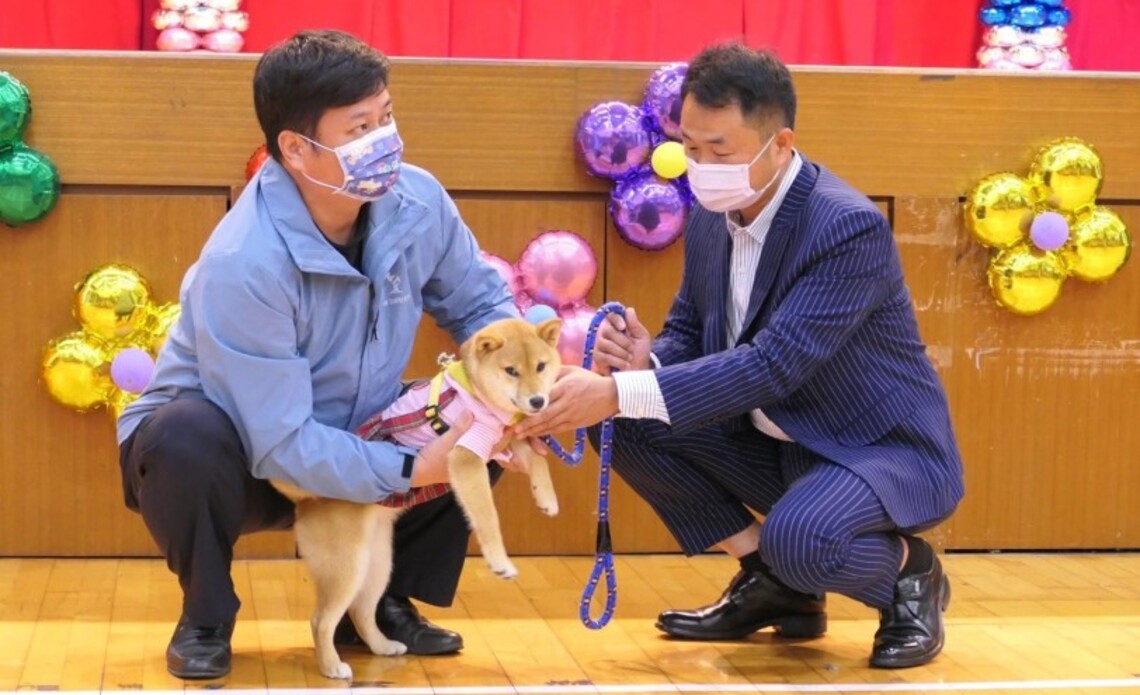 新北五股國小再納「柴哥」為全市第95隻校犬貓