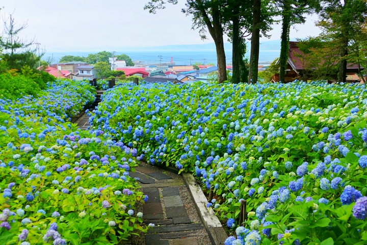 「雲昌寺藍」由3種藍色交織而成,是秋田初夏必拍美景。 圖:写真AC/來源