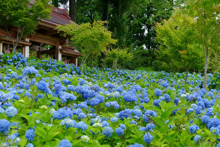 死前必去繡球花絕景在秋田!「雲昌寺藍」享受3段變化