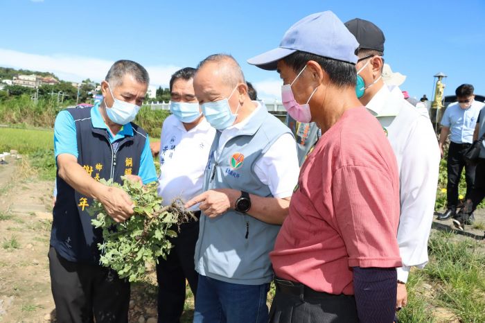 苗栗縣杭菊災損嚴重 縣府爭取農委會公告核定現金救助及低利貸款地區