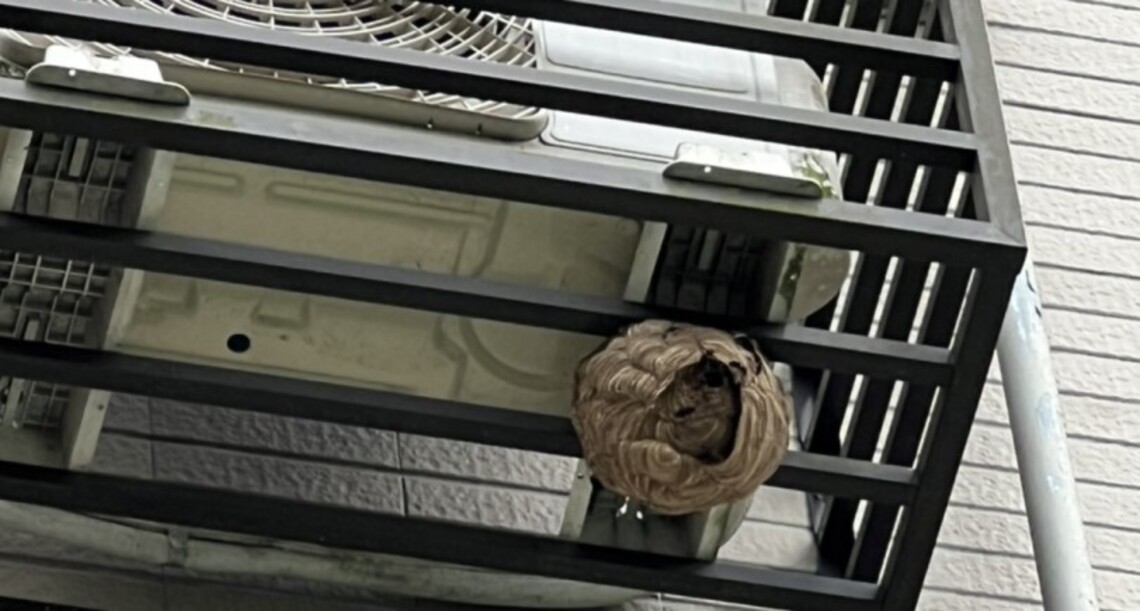 虎頭蜂築巢旺季 新北動保處提4項預警