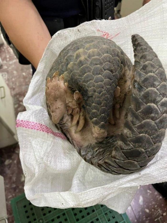 警察充當穿山甲保姆 守護珍貴保育動物