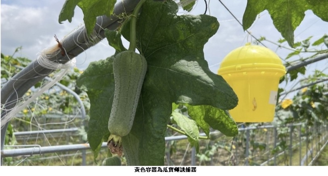 入夏後斜紋夜蛾、東方果實蠅及瓜實蠅族群數量明顯上升 花蓮縣府籲請農友注意防治
