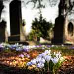 purple crocus in bloom during daytime