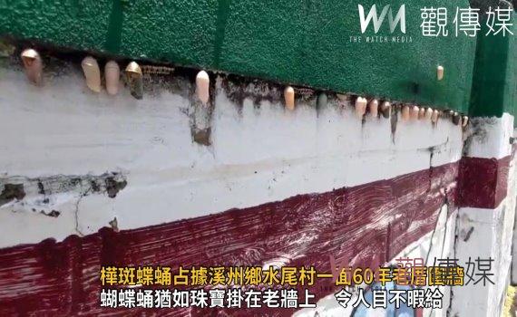 影/樺斑蝶蛹占據溪州鄉水尾村一面60年老厝圍牆 逾200顆蝴蝶蛹蔚為奇觀
