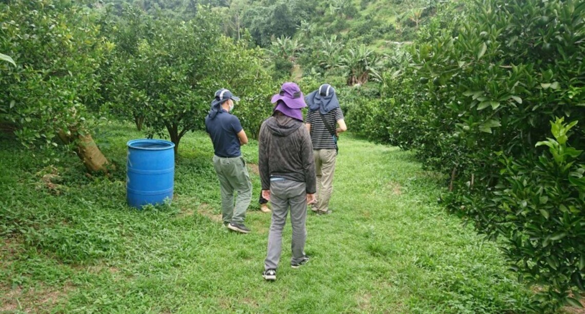 氣候異常致椪柑著果率低 雲縣府建議中央將全縣椪柑列入災害現金救助