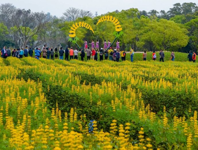 黃澄澄的魯冰花海搭配花意打卡設計,成為國內每年春季旅遊的新亮點。(圖/水土保持局)