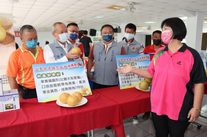 苗栗縣豐水梨評鑑 三灣鄉果農黃梁生勇奪特等獎