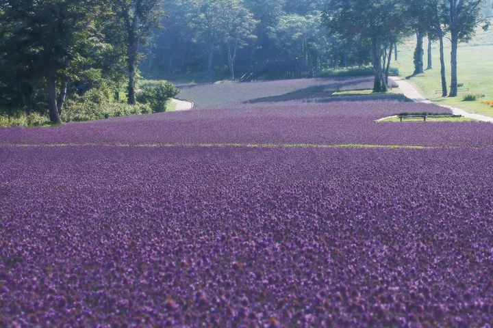 「玉原薰衣草公園」擁有不輸給北海道的夢幻紫色花海,薰衣草一望無際相當壯觀。 圖:ググっとぐんま観光宣伝推進協議会/來源