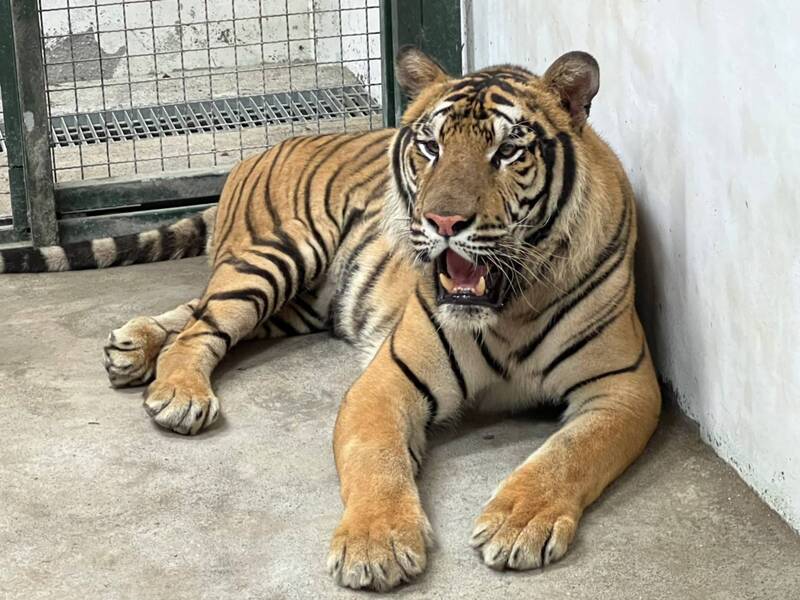 漾新聞|壽山動物園新朋友獅子老虎野牛相約10月開園見
