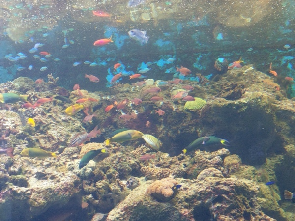於湛藍波紋中觀覽海洋生態 海岸線旁的天然雕塑