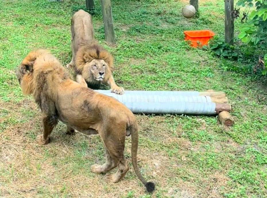 壽山動物園新朋友報到!非洲獅「抓貓抓板」畫面曝光萌翻
