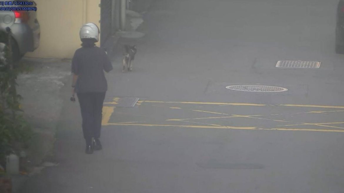【有片】迷途柴犬馬路逛大街 巧遇下班女警陪走返家 25 1021325 scaled
