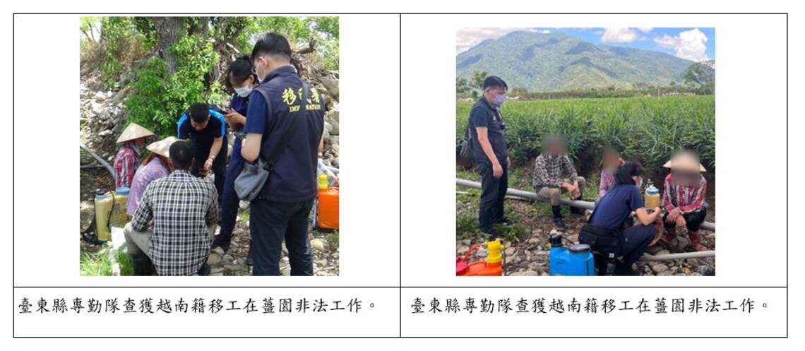 臺東移民署喬裝生薑大盤商 查獲非法工作越南籍移工