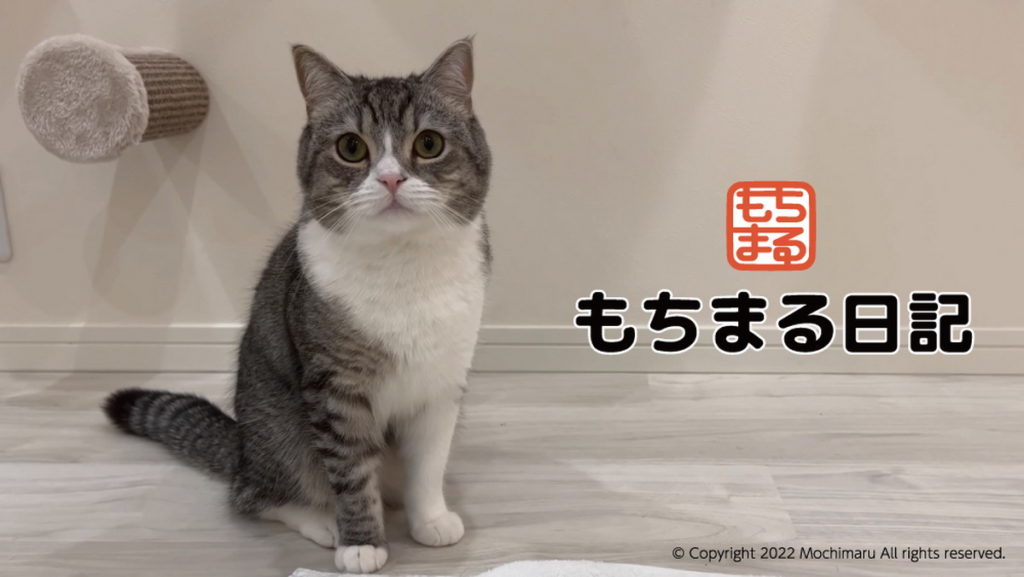 金氏紀錄喵星人YouTuber「年糕丸日記」