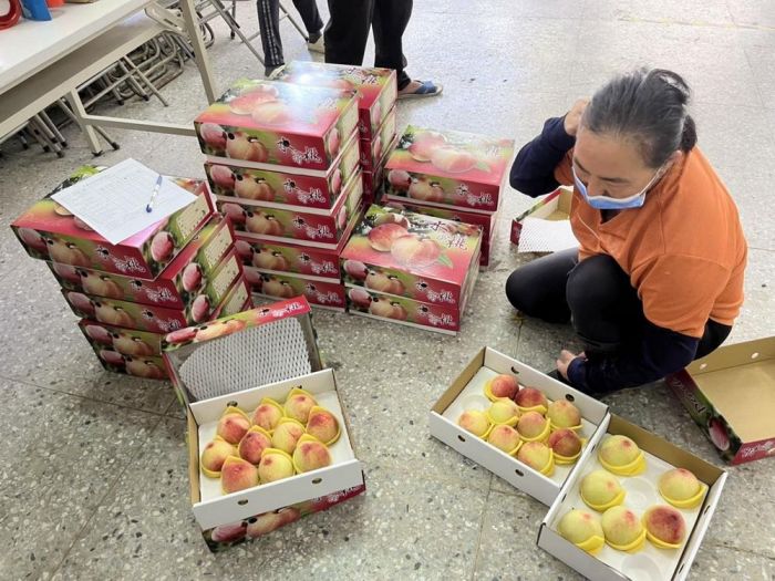尖石水蜜桃多汁甜美直送到家 快用新台幣助農民