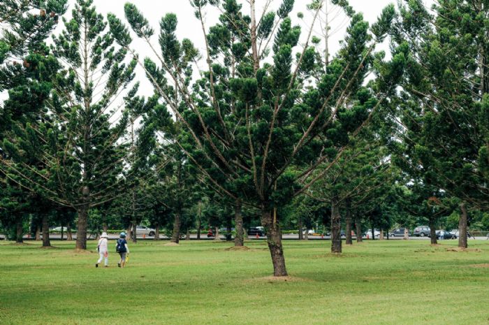 肯氏南洋杉打造都市森林 龍潭綠杉林公園預計明年5月完工 25 20220718132857176