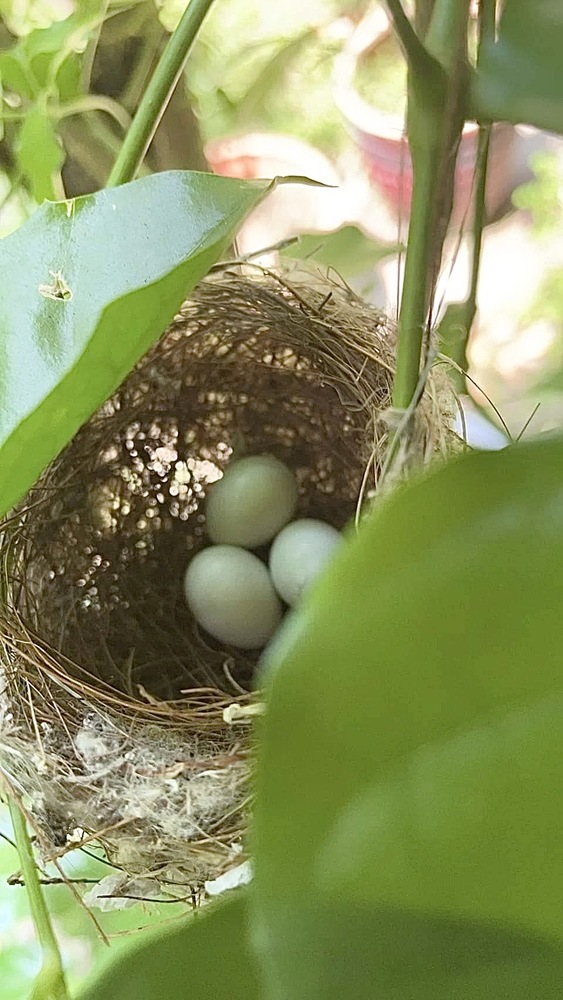 「三顆鳥蛋」的預言成真!鳳林國中首次超越保障名額3人錄取雄中雄女