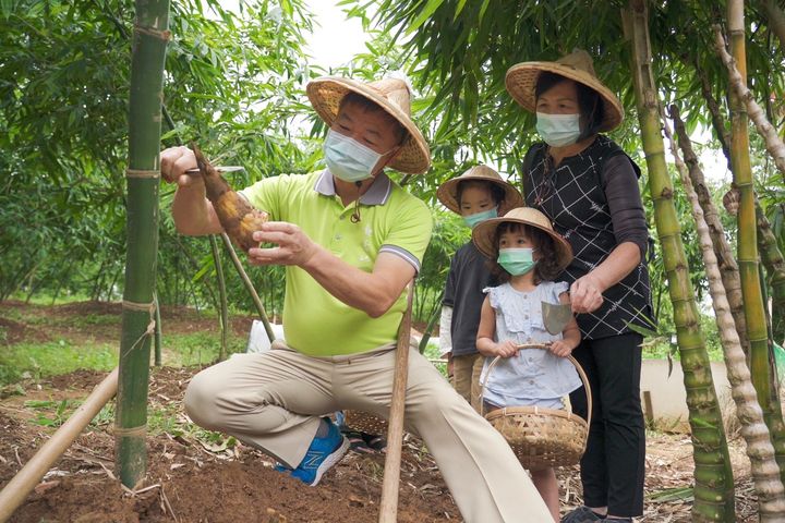 新鮮當旬/觀音山綠竹筍季 品風味餐體驗採筍樂