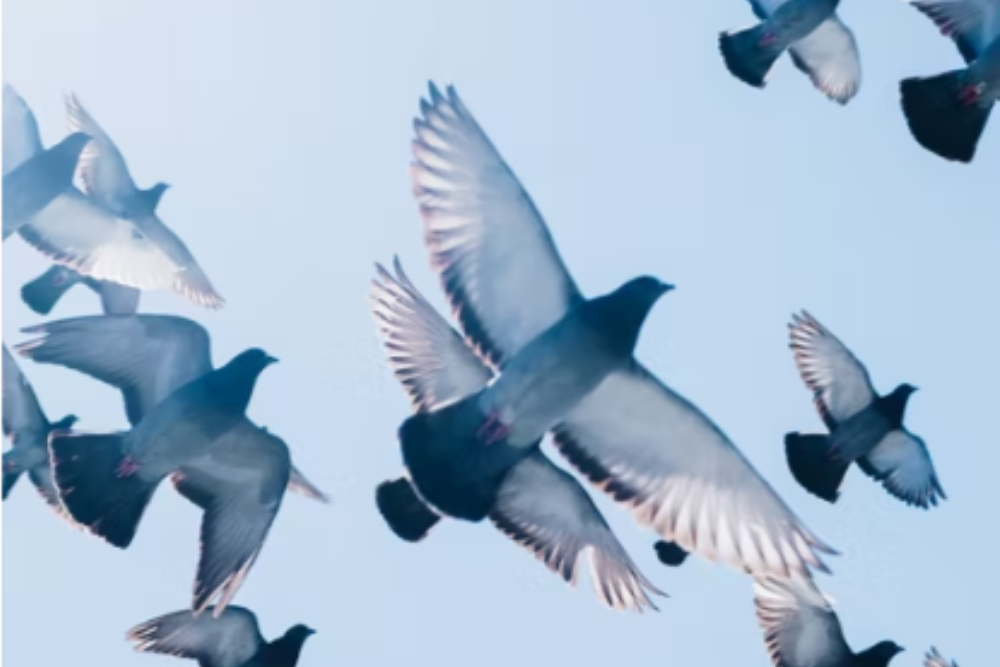 FLY